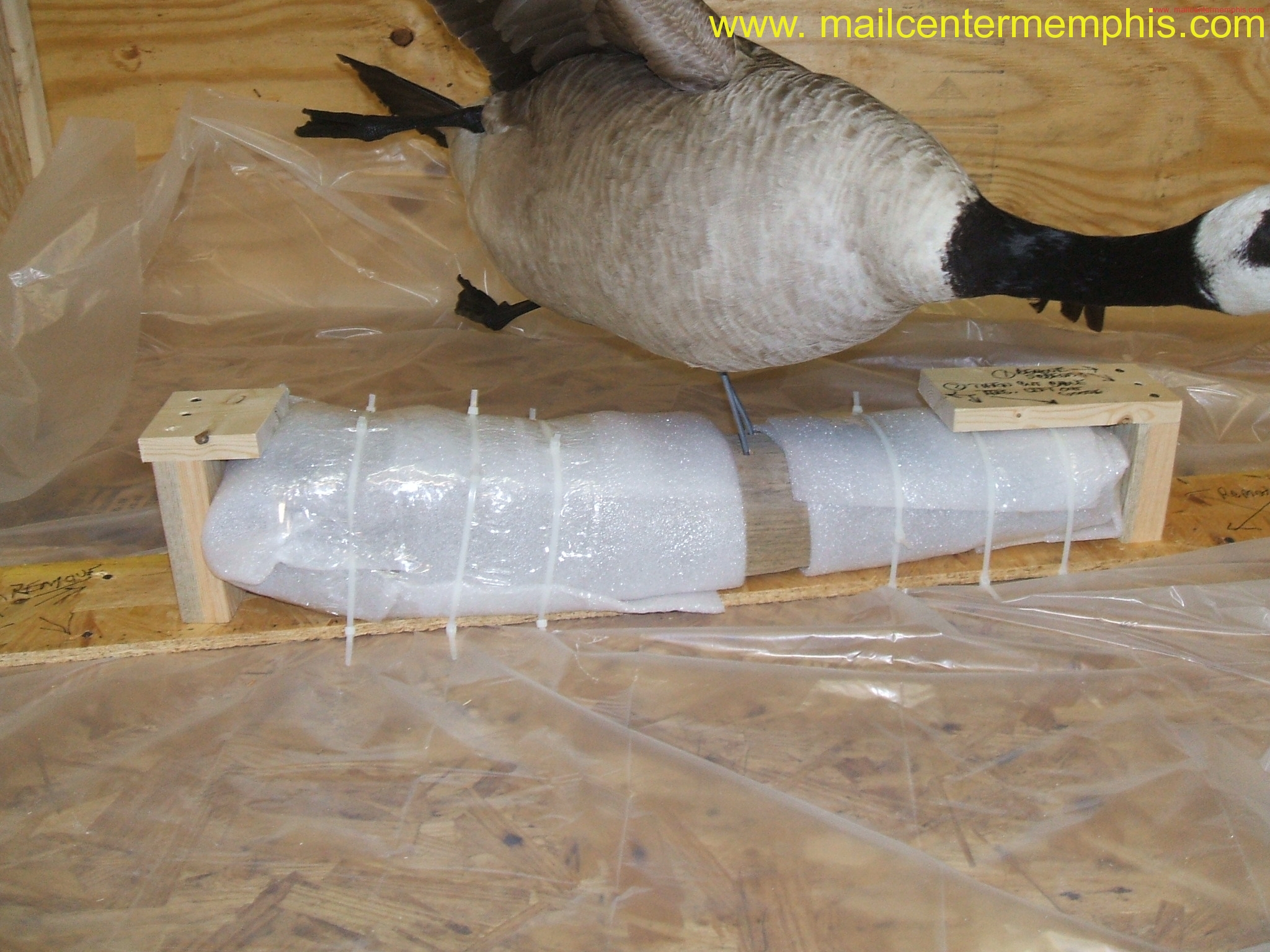 Goose attached to crate