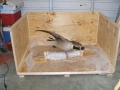 Goose-in-Crate